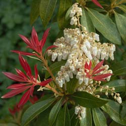 Pieris japonica 'Forest Flame'